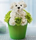 Pup-Cake in Bloom