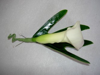 Mini Calla Single Boutonniere Flower Power, Florist Davenport FL