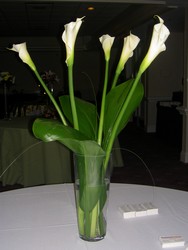 Vase of Calla Lillies 