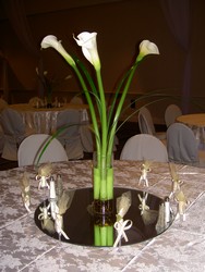Calla Lily 
