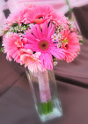 Gorgeous Gerberas