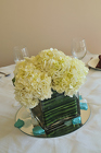 All Hydrangea