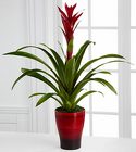 Bromelaid Plant