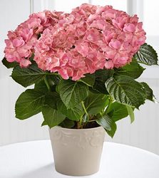 Hydrangea Plant Flower Power, Florist Davenport FL