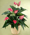 Red Anthurium Plant