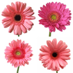 Custom Arrangement - Rafael Flower Power, Florist Davenport FL