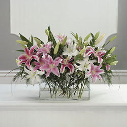 Stargazer Arrangement 