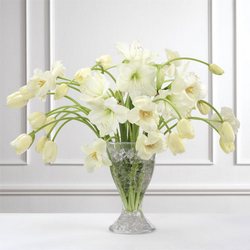 Tulips in White 