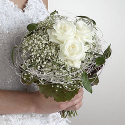 White Rose Dream 