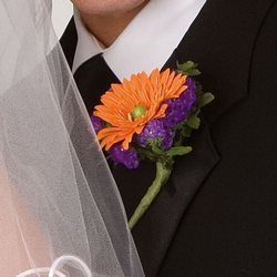 Gerbera Boutt 
