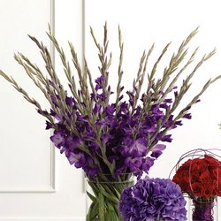 Gladioli in Purple Flower Power, Florist Davenport FL