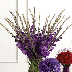 Gladioli in Purple 