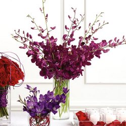 Dendrobium Orchids 