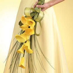 Yellow Calla 
