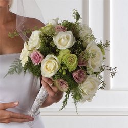 Rose Splendor 