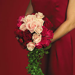 Cascading Roses