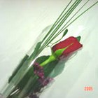 Single Wrapped Rose