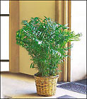Areca Palm