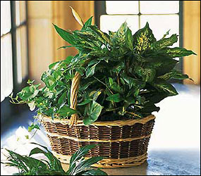 Large Basket Garden