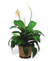 Spathiphyllum Plant