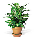 Dieffenbachia 