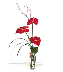 The Simplicty of Anthuriums Flower Power, Florist Davenport FL