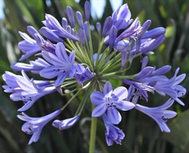 Blue Flowers