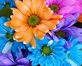 Blue Flowers