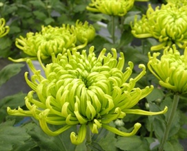 Green Flowers