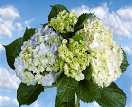 Blue Flowers