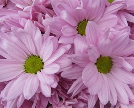 Pink Flowers