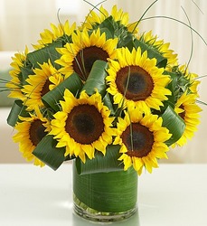 Sun-Sational Sunflowers Davenport Florist - Same Day Flower Delivery - Flower Power 