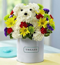 Doggie Treats Davenport Florist - Same Day Flower Delivery - Flower Power 