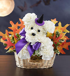 Witchy-Pooch Davenport Florist - Same Day Flower Delivery - Flower Power 