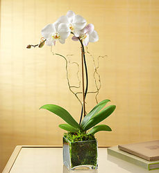 Phalaenopsis Orchid Plant Flower Power, Florist Davenport FL