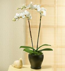 Double Phalaenopsis Orchid Plant Flower Power, Florist Davenport FL