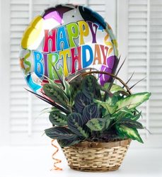 Birthday Dish Garden Davenport Florist - Same Day Flower Delivery - Flower Power 