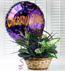 Congratulations Dish Garden Flower Power, Florist Davenport FL