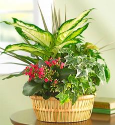 Blooming Dish Garden Davenport Florist - Same Day Flower Delivery - Flower Power 