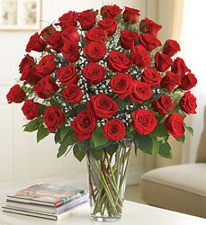 48 Premium Roses Davenport Florist - Same Day Flower Delivery - Flower Power 