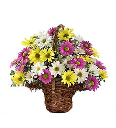 Spring Daisy Basket Flower Power, Florist Davenport FL
