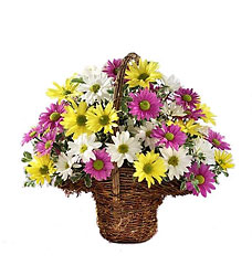 Spring Daisy Basket Davenport Florist - Same Day Flower Delivery - Flower Power 