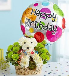 Party Animal Davenport Florist - Same Day Flower Delivery - Flower Power 