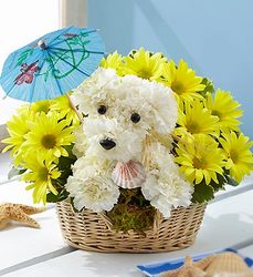Doggie Paddle Davenport Florist - Same Day Flower Delivery - Flower Power 