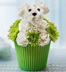Pup-Cake in Bloom Davenport Florist - Same Day Flower Delivery - Flower Power 