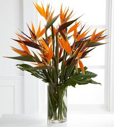 Enticing Luxury Bouquet Davenport Florist - Same Day Flower Delivery - Flower Power 