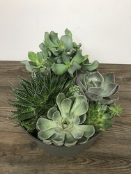 Succulent Dish Garden Davenport Florist - Same Day Flower Delivery - Flower Power 
