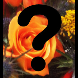 Mystery Arrangement - ONE WEEK ONLY Davenport Florist - Same Day Flower Delivery - Flower Power 