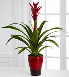 Bromelaid Plant Davenport Florist - Same Day Flower Delivery - Flower Power 