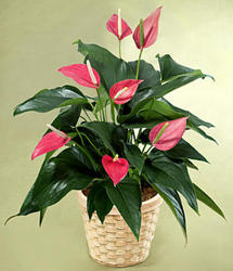 Red Anthurium Plant Davenport Florist - Same Day Flower Delivery - Flower Power 